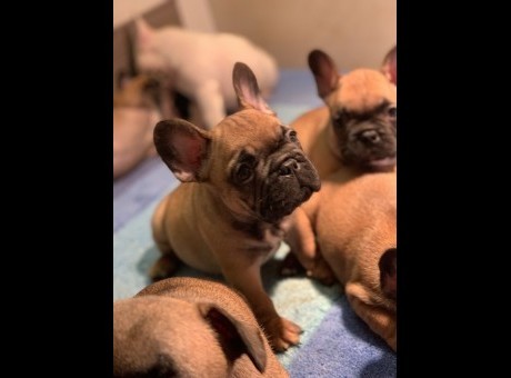 4 francuskibulldogm0126.jpg